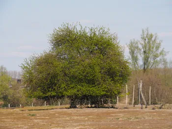 Kalkense Meersen (België)